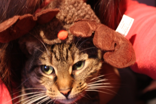 My cat in her 2 minutes as a reindeer ;)